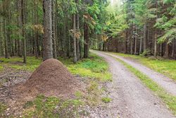 Hörspiel: Auf dem Weg zur Ameisenkönigin