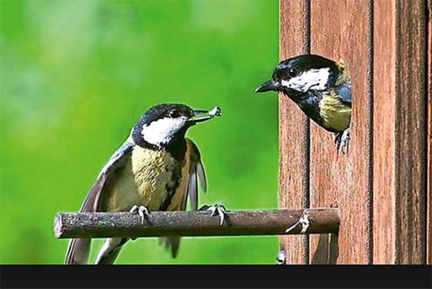 «Unbekannte Mitbewohner»: Tierische Teufelskerle