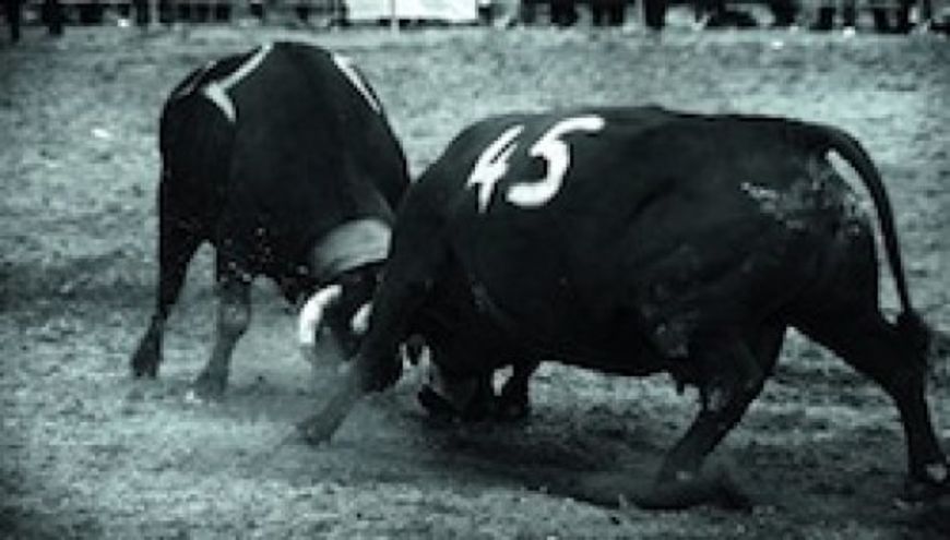Film - Von erhabenen Kühen
