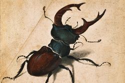 Sachbuch: Ein Hoch auf die Krabbeltiere