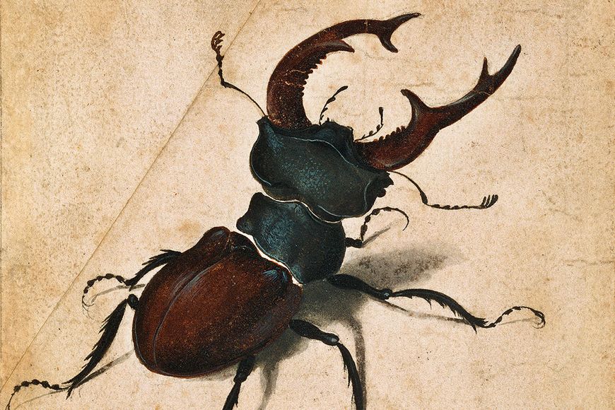 Sachbuch: Ein Hoch auf die Krabbeltiere
