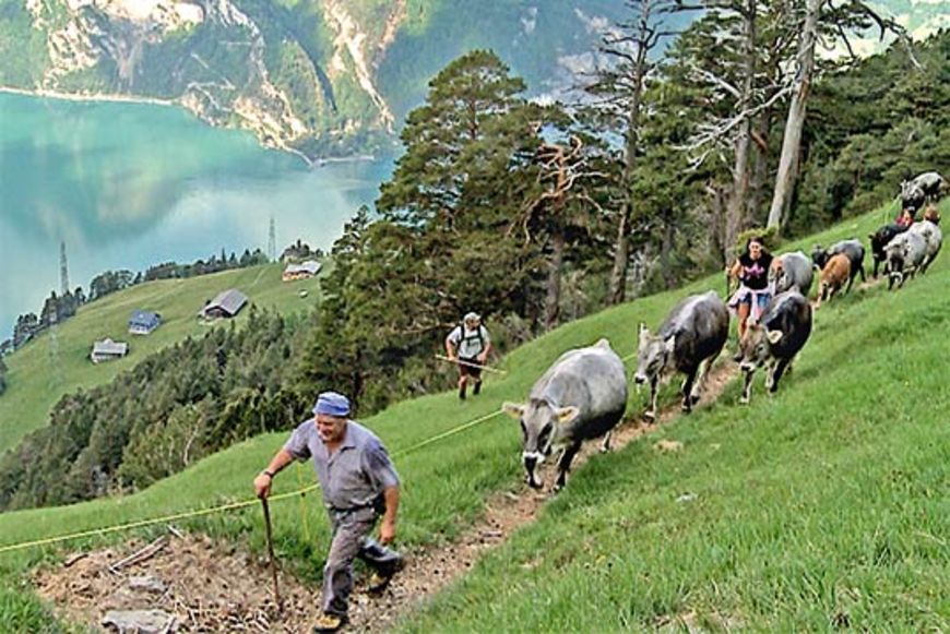 «Der Wildheuer»: Schöne, wilde  und gefährliche Bergbauernwelt