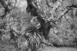 Ausstellung: Die Essenz des Regenwaldes