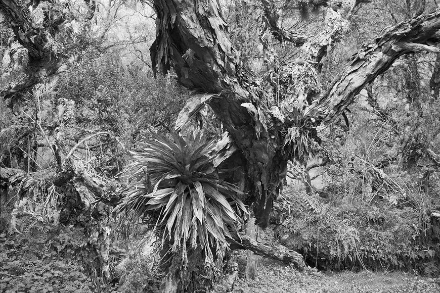 Ausstellung: Die Essenz des Regenwaldes