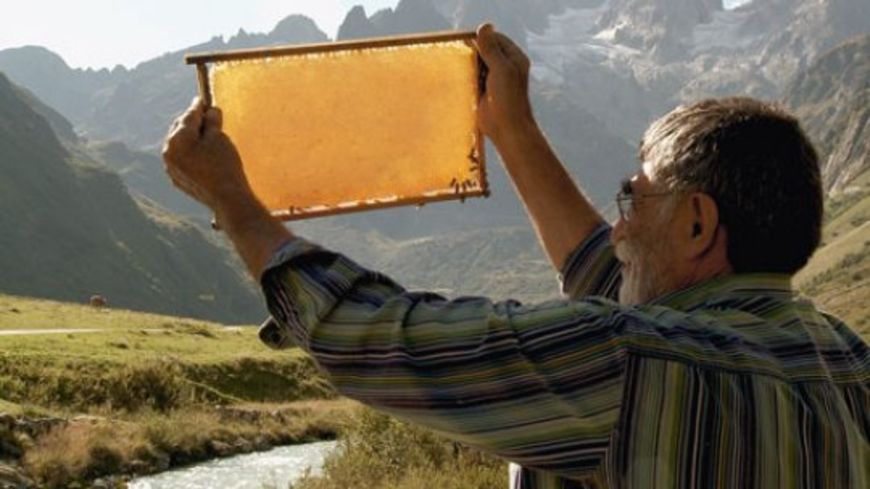 Bienen-Trost in traurigen Zeiten