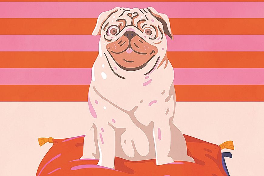 Sachbuch: Von Mops und Mensch