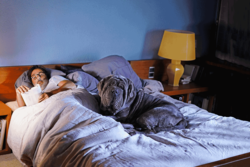 Film: Auf den Hund gekommen