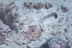 Film: Zwei Männer im Schnee
