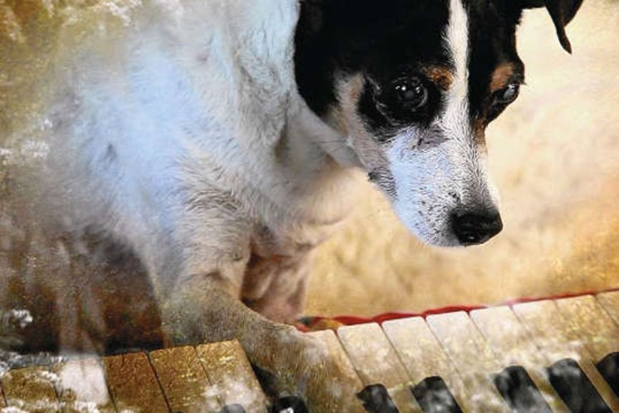 Film «Heart Of A Dog»: Gedanken im Fluss