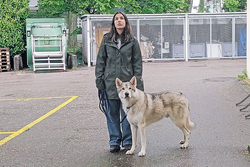 Film: Ein Hund im Wolfspelz