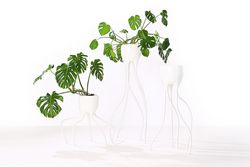Ausstellungen: Mit Pflanzen auf Augenhöhe 