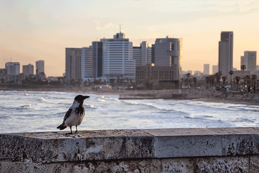 Roman: Schein und Sein in Tel Aviv