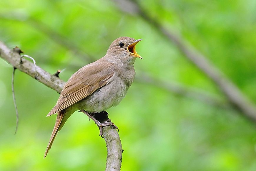 Frühlings-Literatur: Der Duft  des Frühlings