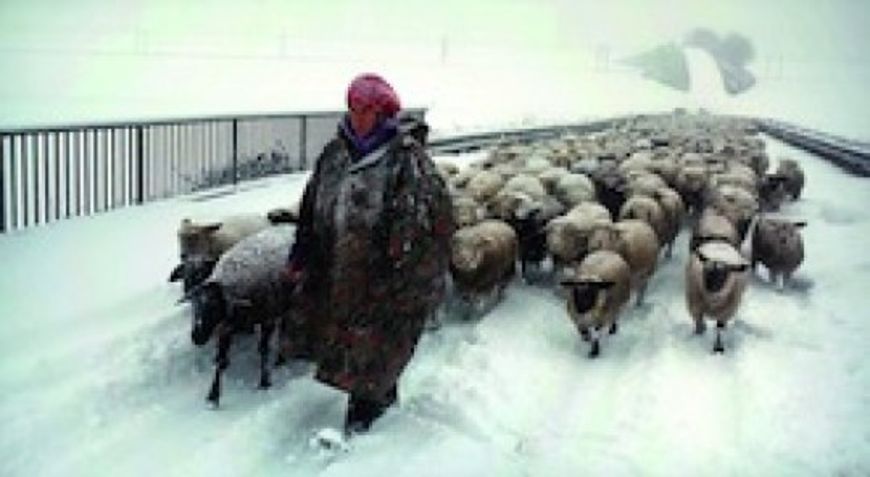 Film - Mit den Schafen durch den Winter